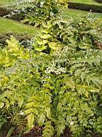 Mahonia bealei (3)